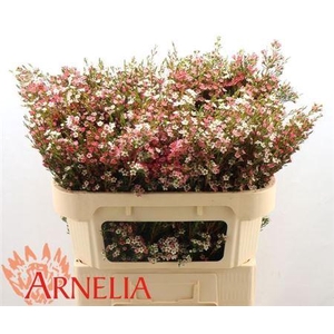 Chame Un My Sweet 16 Xxl