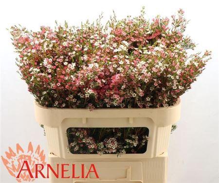 <h4>Chame Un My Sweet 16 Xxl</h4>