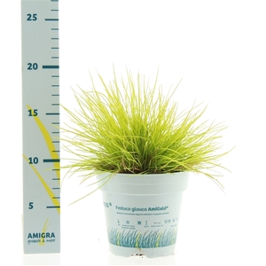 Festuca glauca AmiGold®