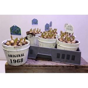 Arr Muscari In Wit Tonnetje