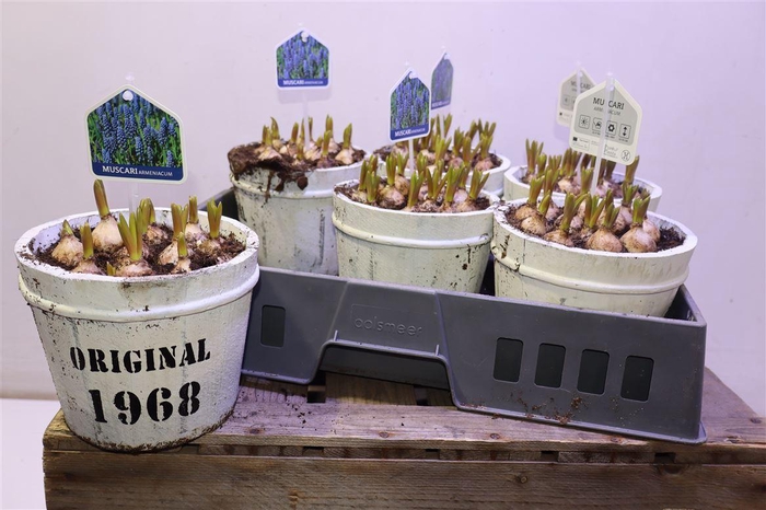 Arr Muscari In Wit Tonnetje