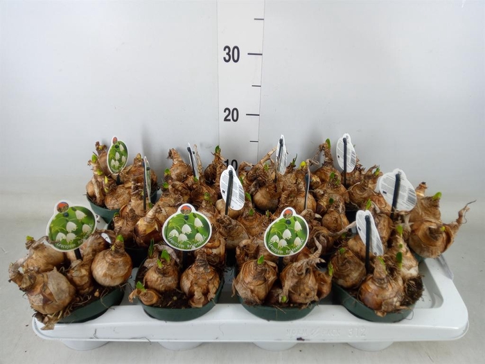 <h4>Leucojum aestivum</h4>