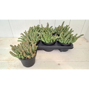 Crassula marnieriana 12Ø 15cm