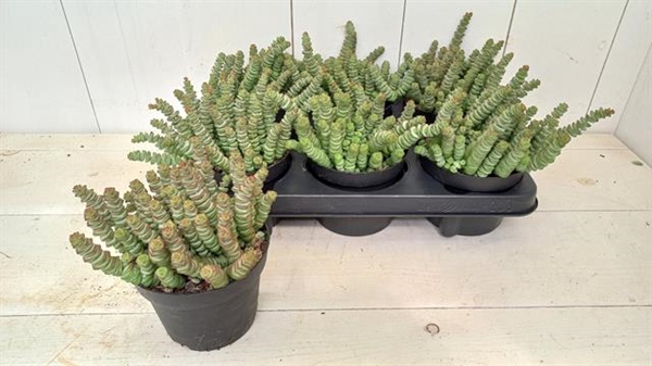 Crassula marnieriana 12Ø 15cm