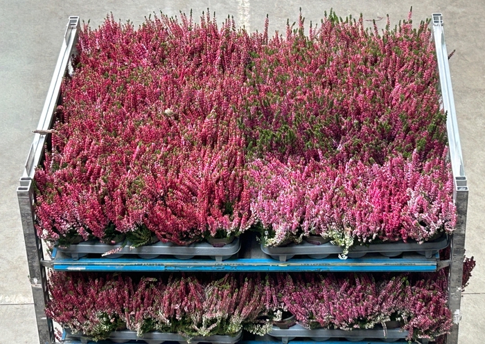 <h4>CALLU GA G MIXK</h4>