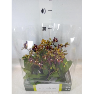 Phalaenopsis multi.   ...