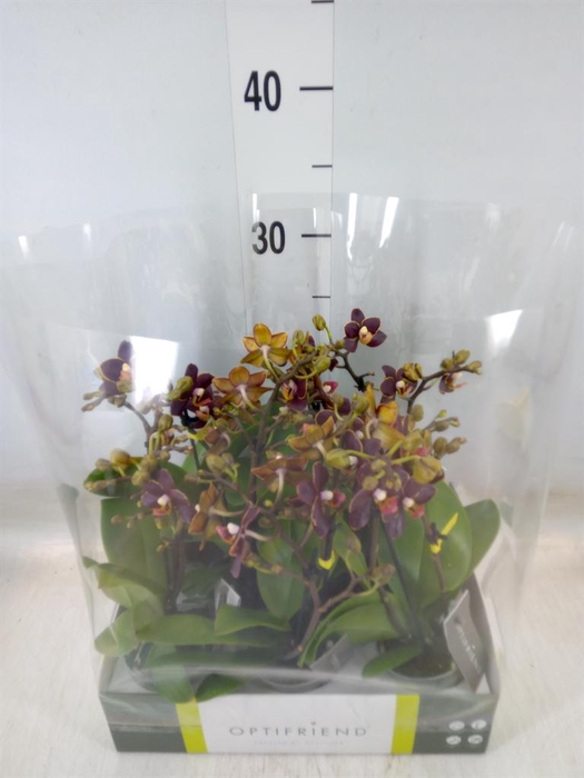 <h4>Phalaenopsis multi.   ...</h4>
