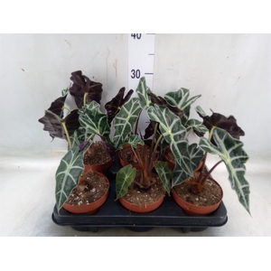 Alocasia amazonica