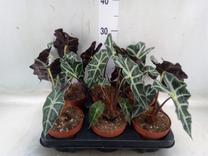 <h4>Alocasia amazonica</h4>