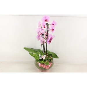 arr2 PL - Glas Olay phal roze
