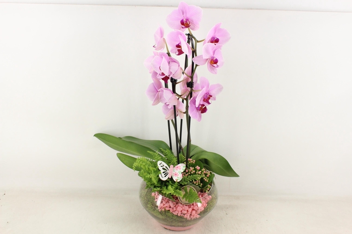 <h4>arr2 PL - Glas Olay phal roze</h4>