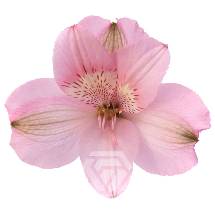 <h4>ALSTR PRIMADONNA 60CM Tessa</h4>