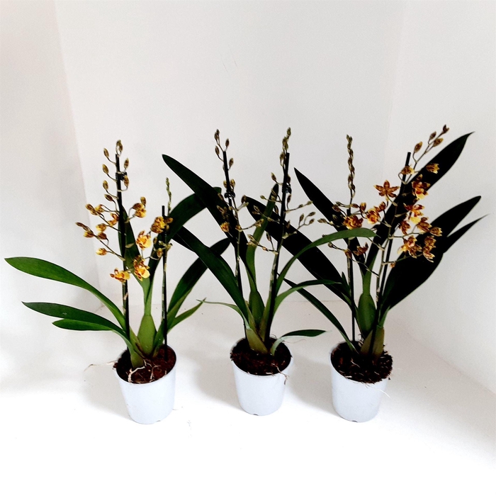 <h4>xColmanara  'Pacific Sunset'</h4>