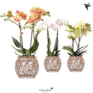 Kolibri Orchids Phalaenopsis mix 2 spike in Safari pot