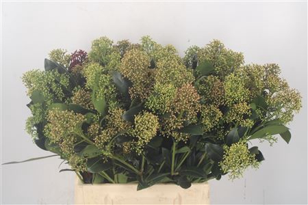 <h4>Skimmia Snow White Bunch</h4>