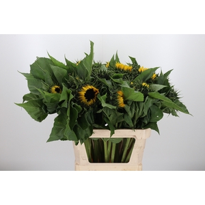 Helianthus Sunrich Orang