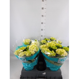 Hydrangea mac. 'Hi Ice'