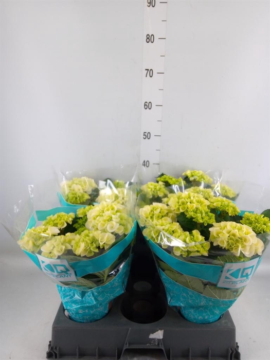 <h4>Hydrangea mac. 'Hi Ice'</h4>