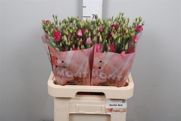 <h4>Eus G Rosi Ruby Red</h4>