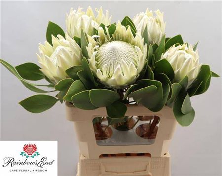 <h4>Protea Cynar Arctic Ice</h4>