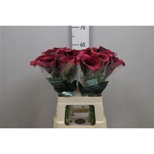 Zantedeschia  'Captain Promise'
