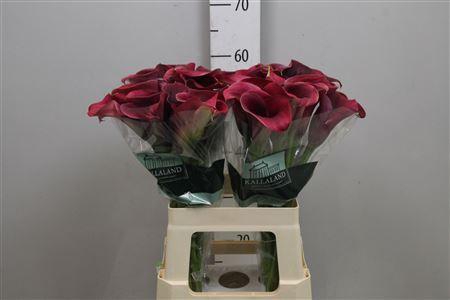 <h4>Zantedeschia  'Captain Promise'</h4>