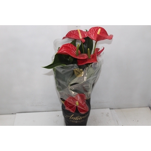 ANTHURIUM MICHIGAN P17 PREMIUM