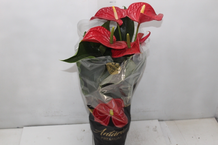 <h4>ANTHURIUM MICHIGAN P17 PREMIUM</h4>