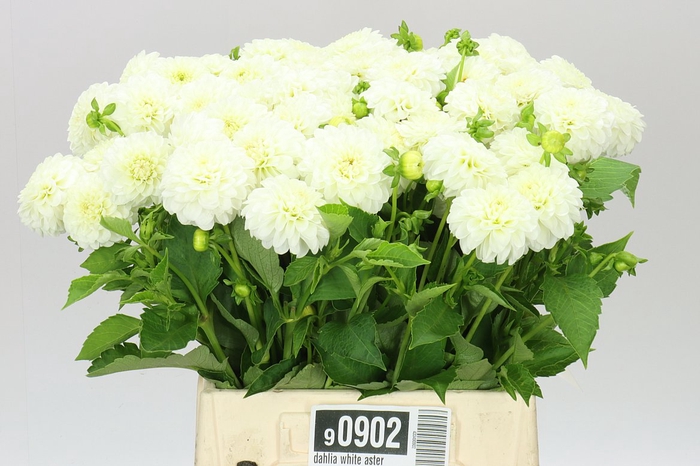 <h4>Dahlia White Aster</h4>