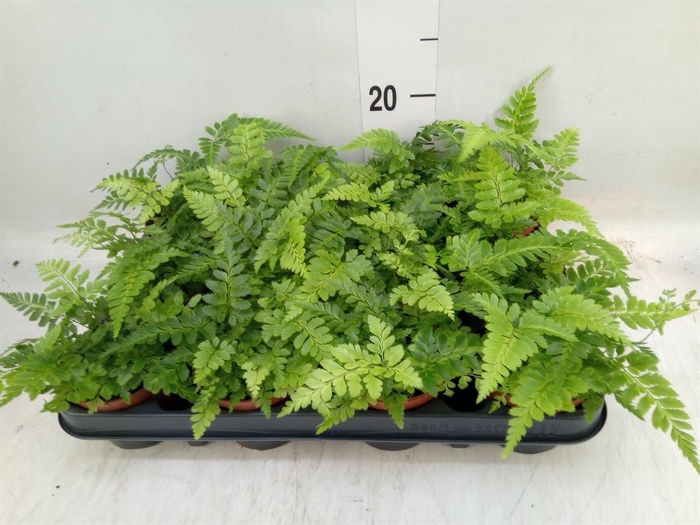 <h4>Ferns   ...</h4>