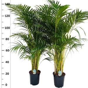 DYPSIS LUTESCENS
