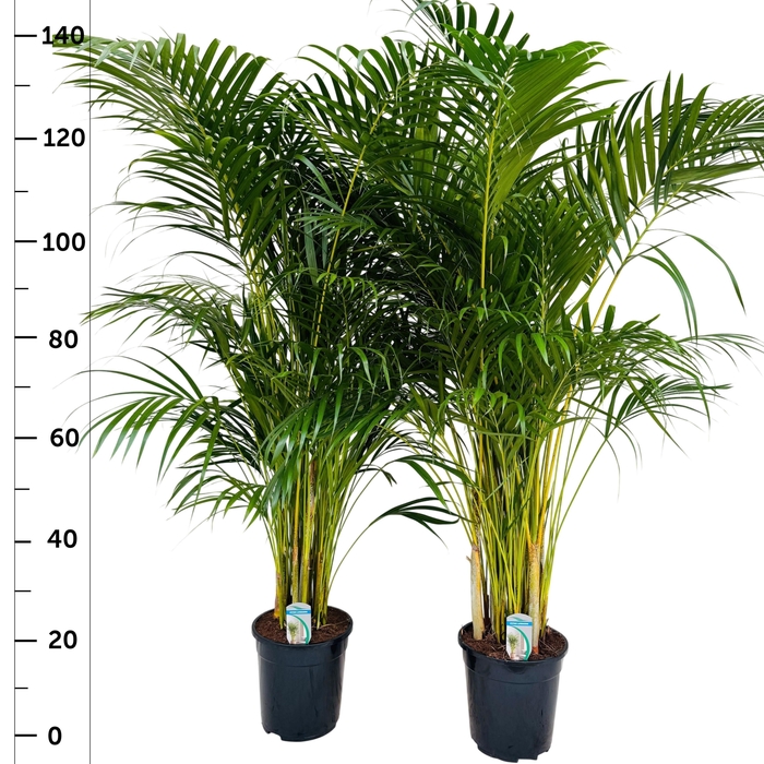 <h4>DYPSIS LUTESCENS</h4>