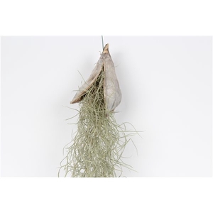 Tillandsia penca white wash