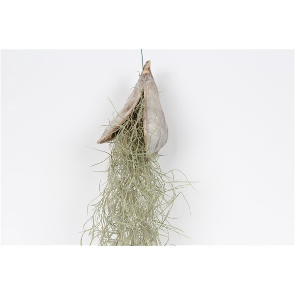 <h4>Tillandsia penca white wash</h4>