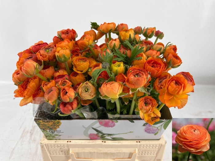 <h4>RAN AM PEACH</h4>