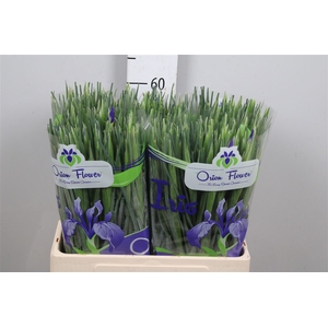 Iris Blue Magic