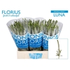 Veron Smart Luna Wit