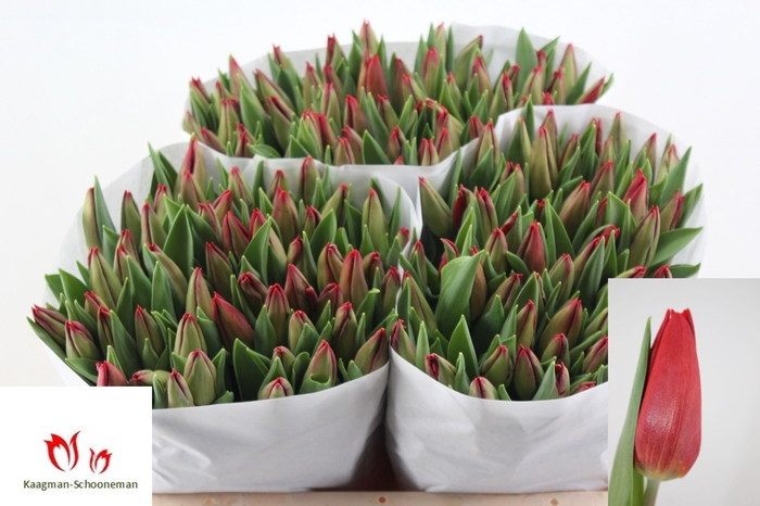 <h4>TU EN STRONG FIRE</h4>