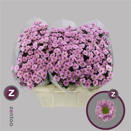 CHR SAN ROSSI PINK