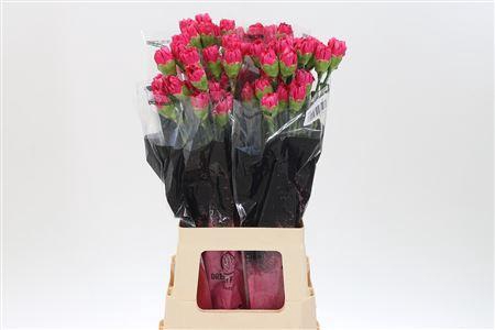 <h4>Di St Bizet</h4>