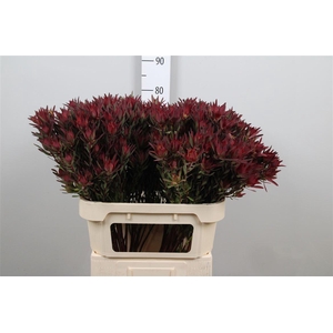 Leucadendron Blush Spray