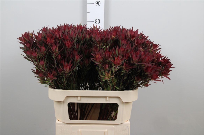 <h4>Leucadendron Blush Spray</h4>