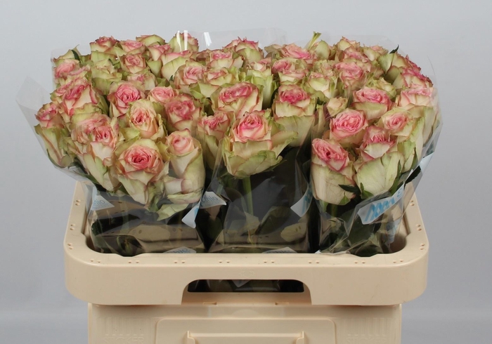 <h4>R GR ESPERANCE</h4>