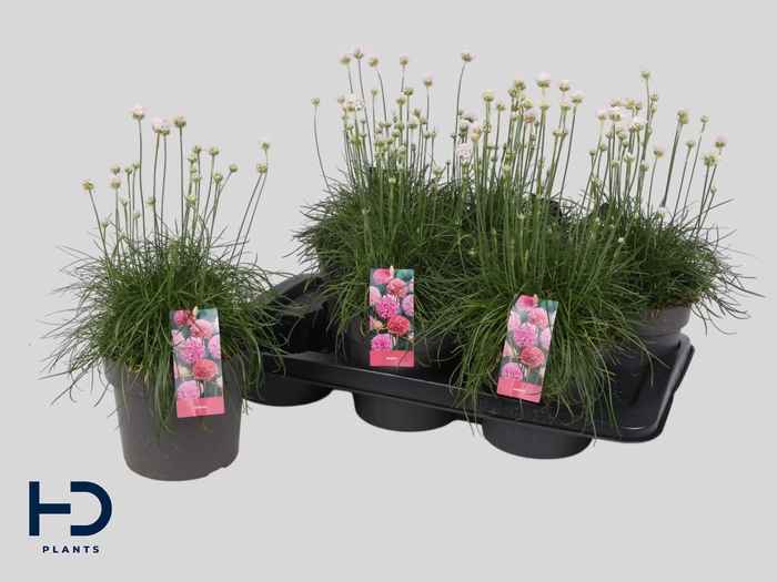 <h4>ARMERIA MARITIMA</h4>
