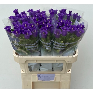 CAMP M CHAMPION BLUE