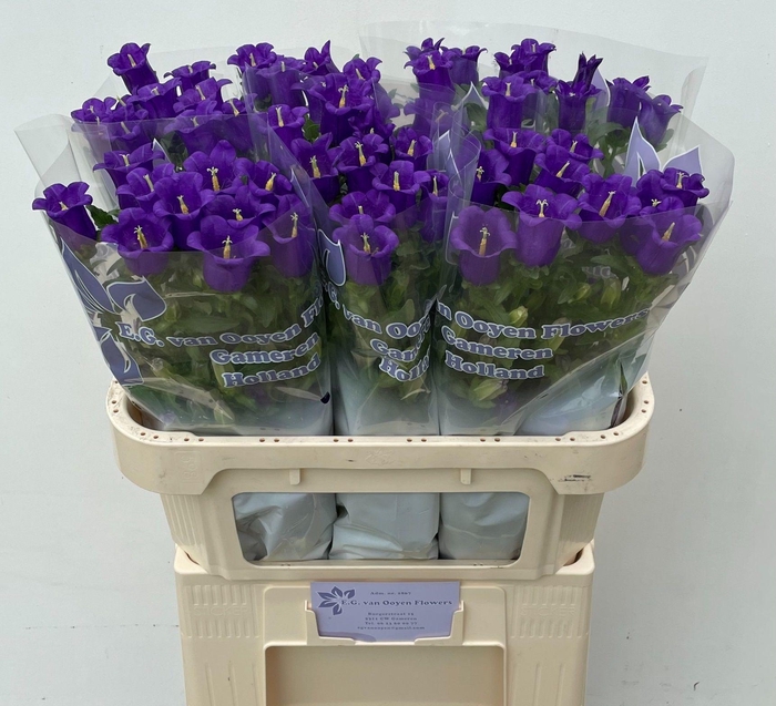 <h4>CAMP M CHAMPION BLUE</h4>