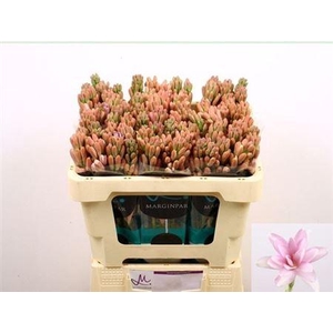 Poliant Pink Sapphir