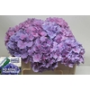 Hydrangea cassanova