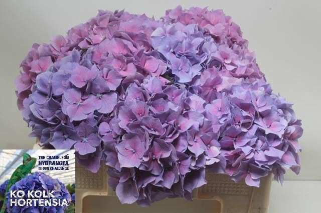 Hydrangea cassanova