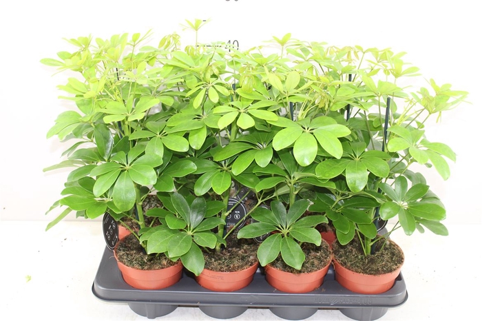 <h4>Schefflera Nora</h4>